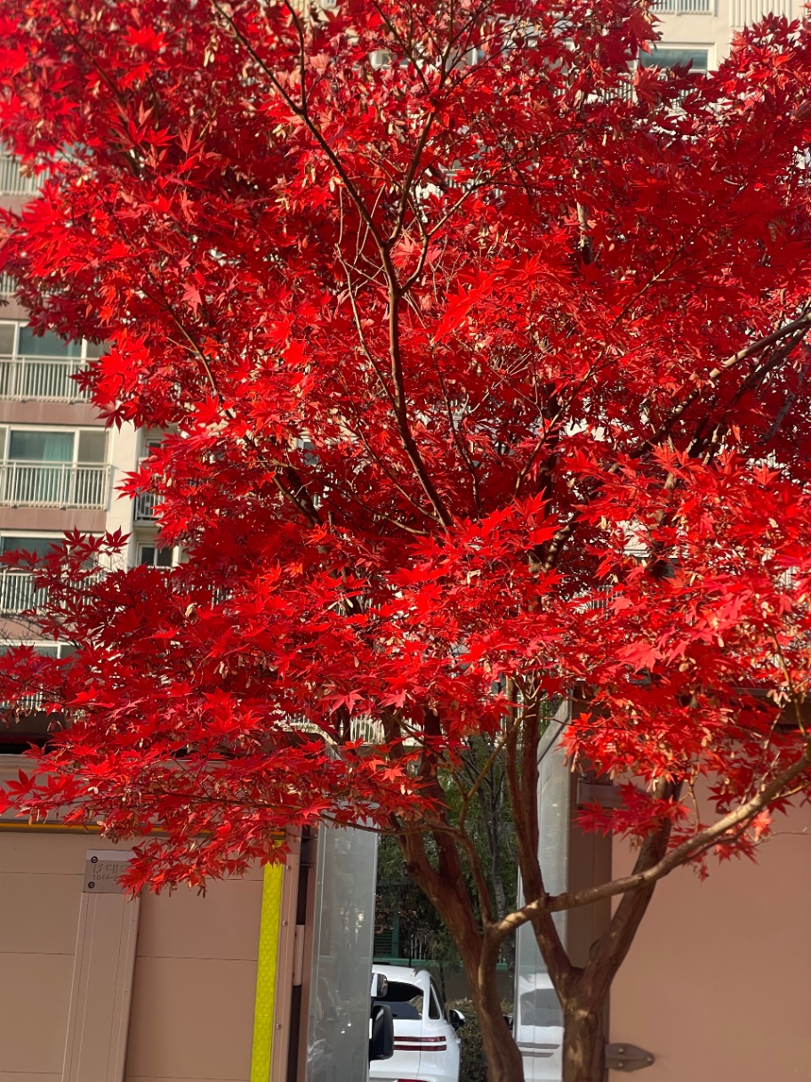 가을🍁
