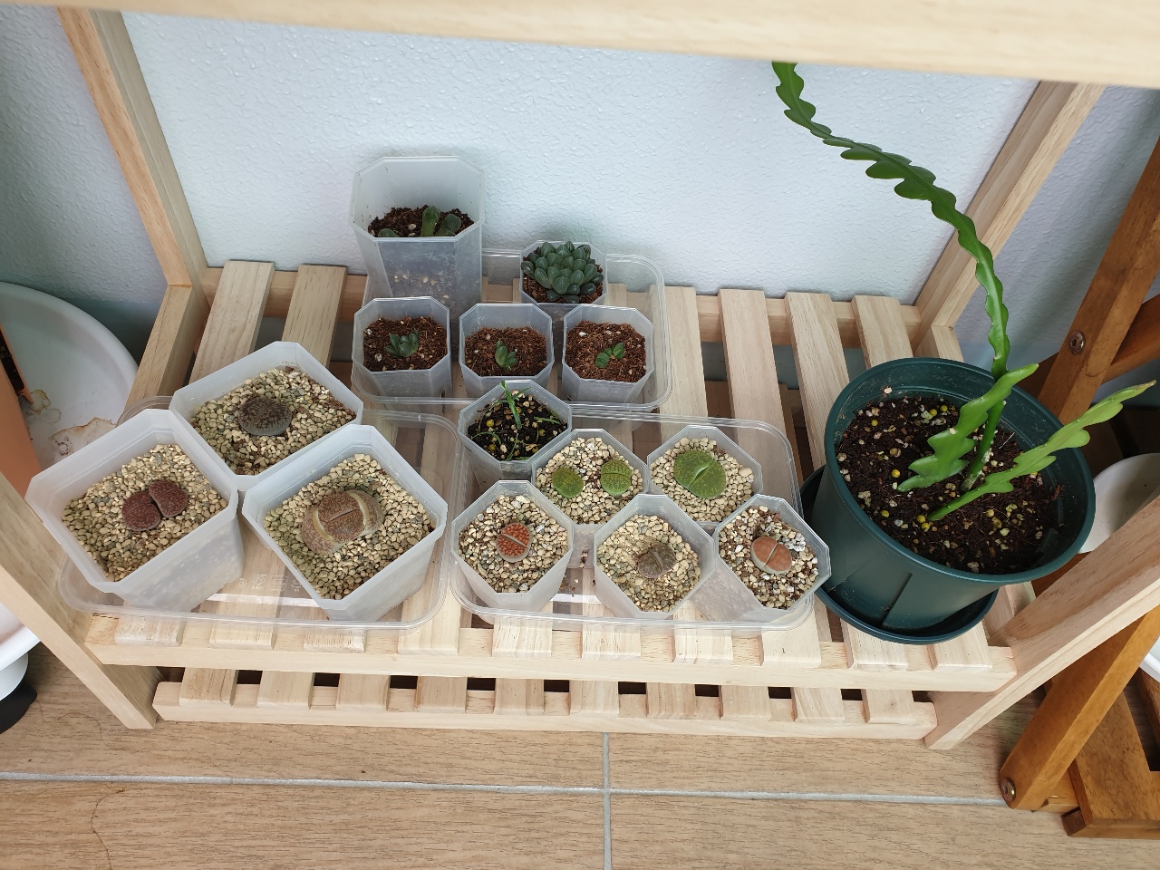 다육이들도 잘 자라고 있어요🌱