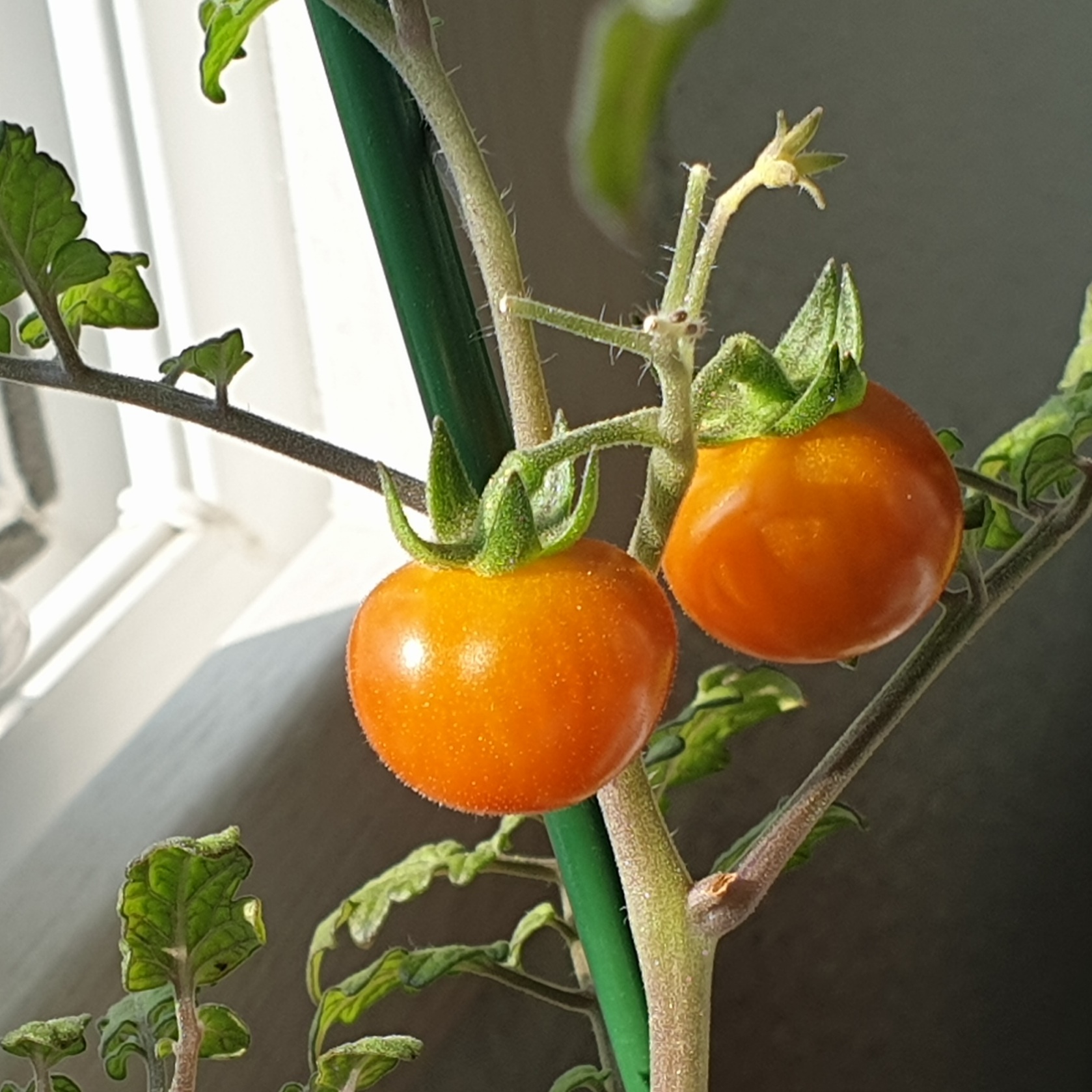 물들기 시작했어요🍅