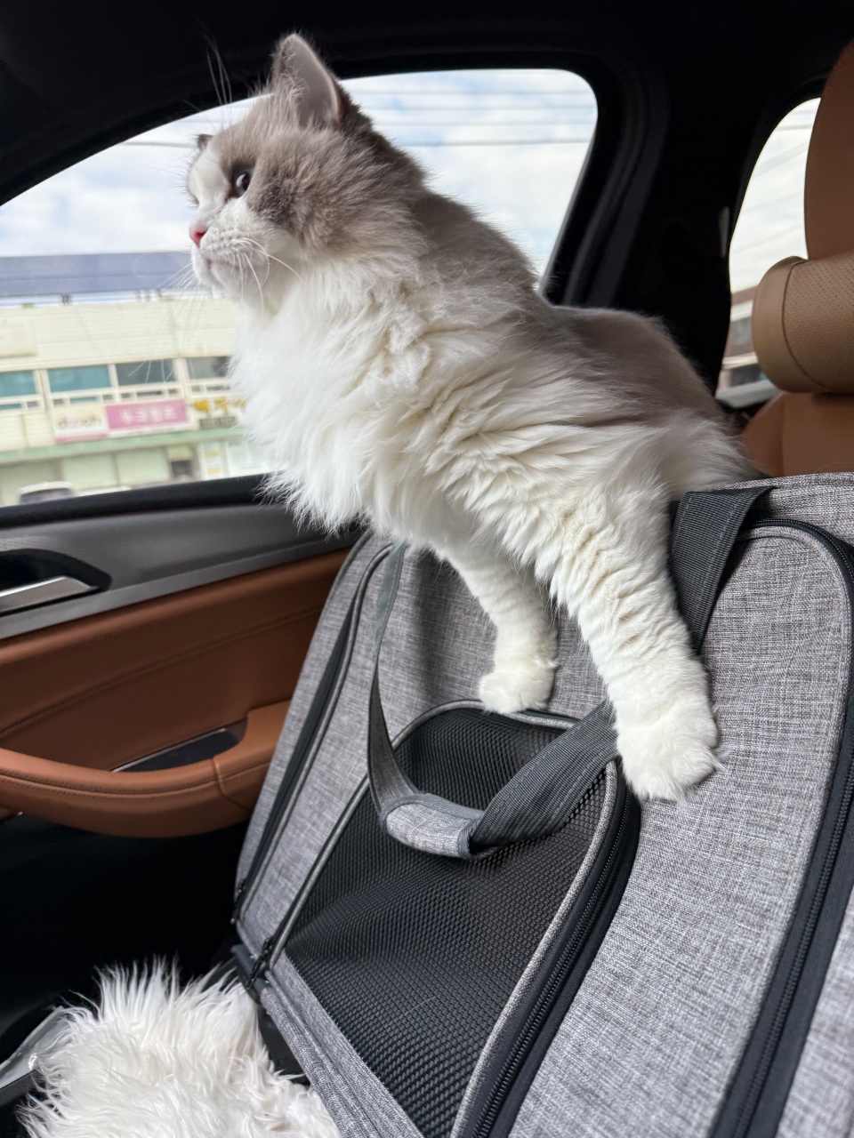 우리집 뚱냥이