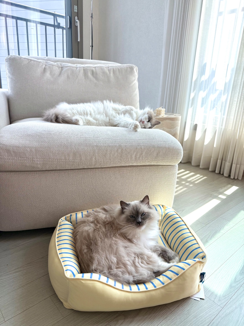 낮잠때리는 🐱