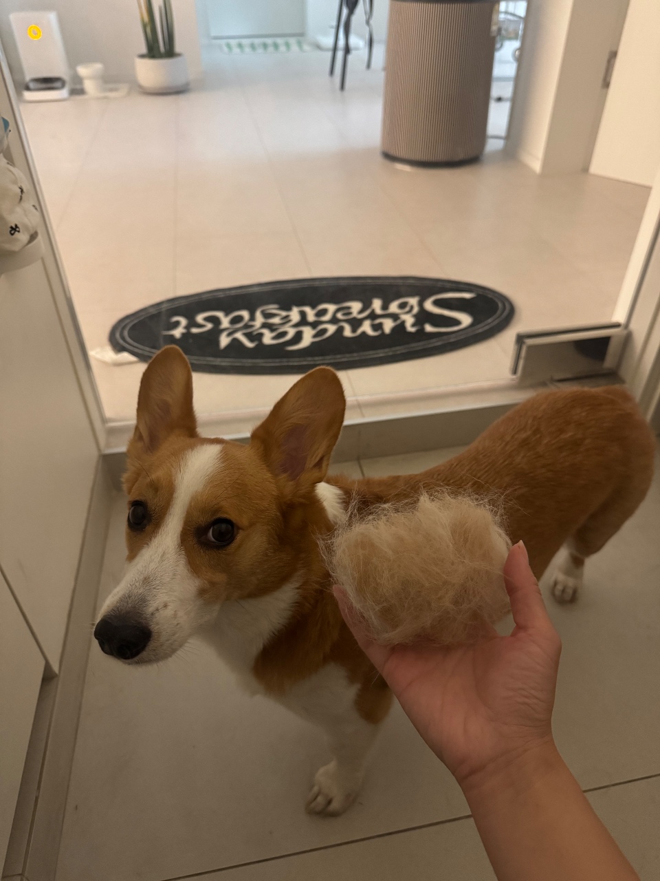 털복숭이🐶