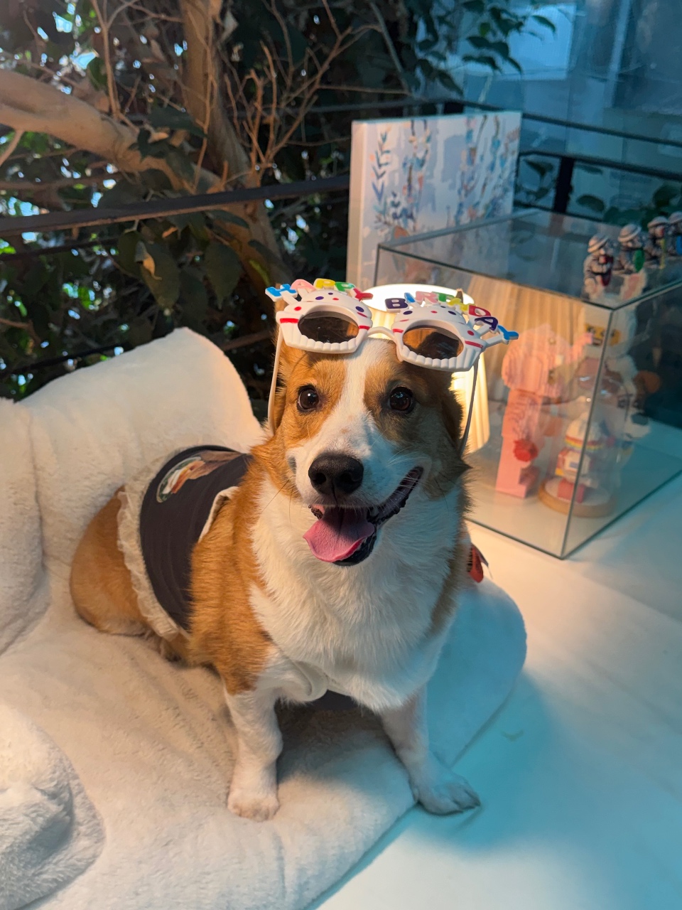 오랜만의 엔시 등장🐶