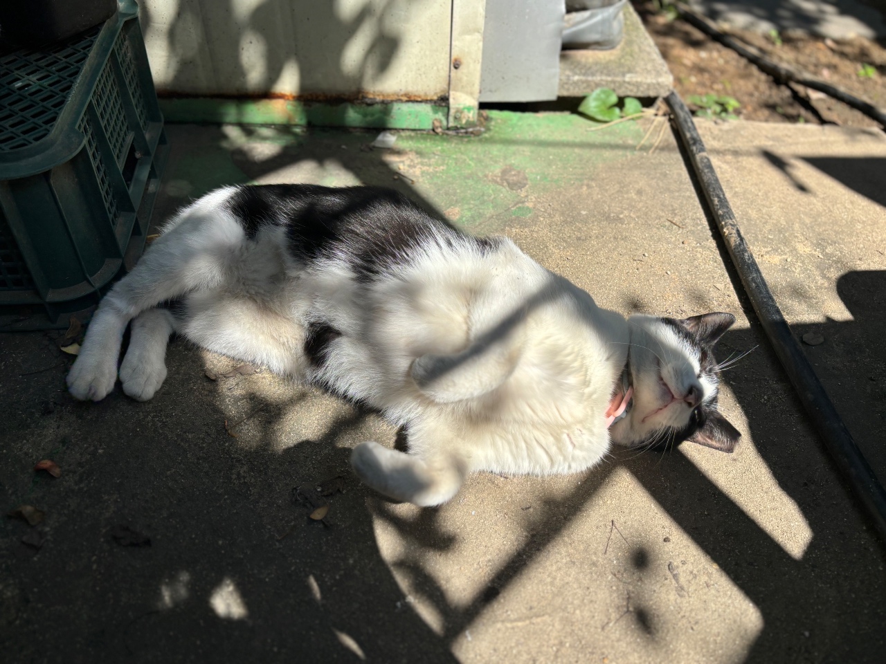 햇빛 아래 행복한 고양이