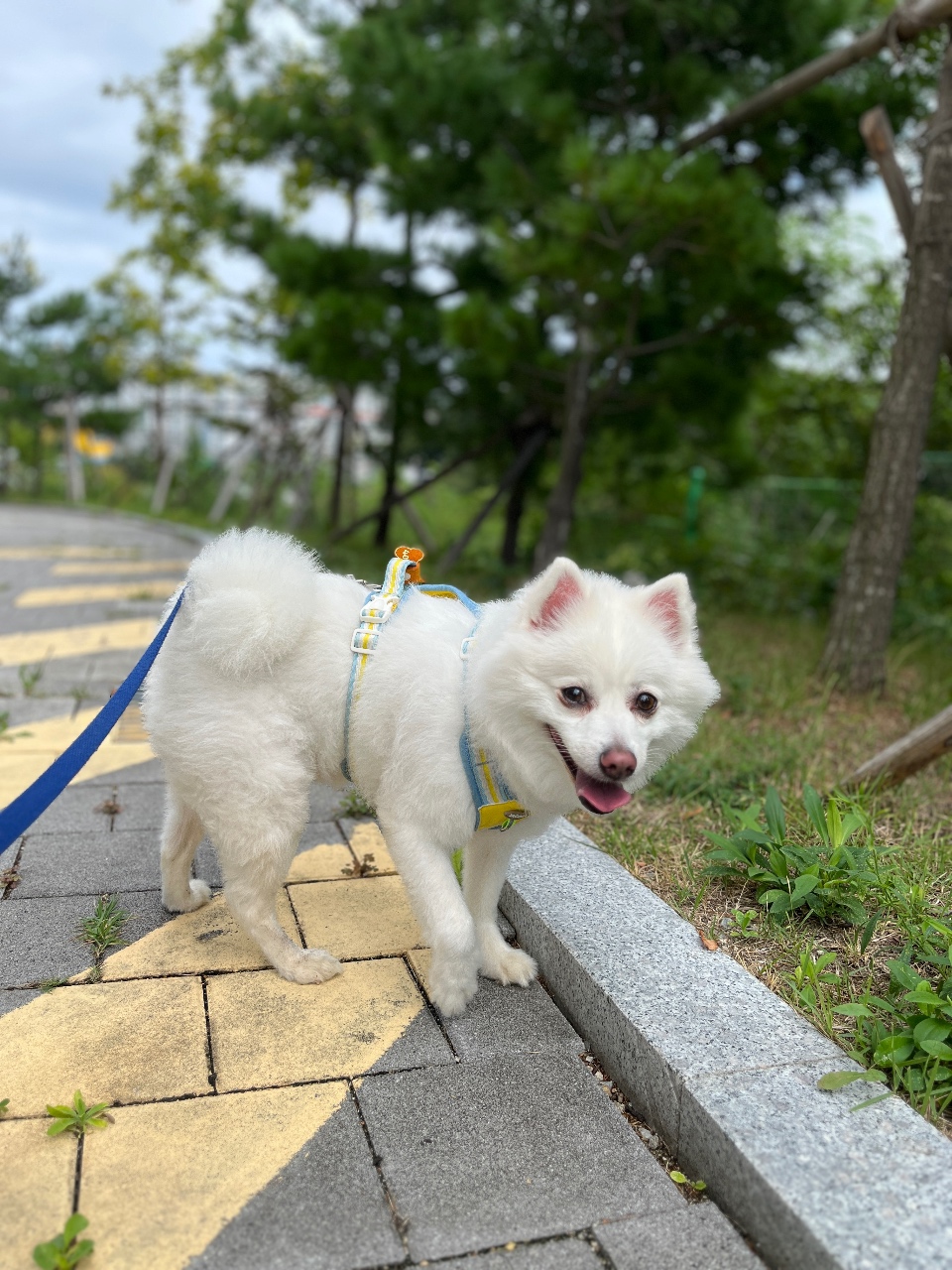 귀여운 설이와 함께