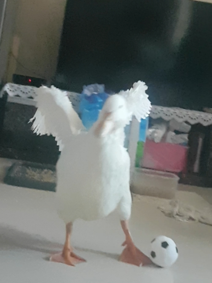 축구선수노을이~