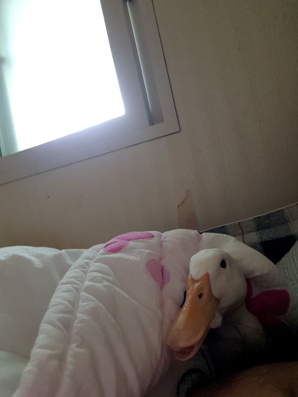 이불속노을이~
