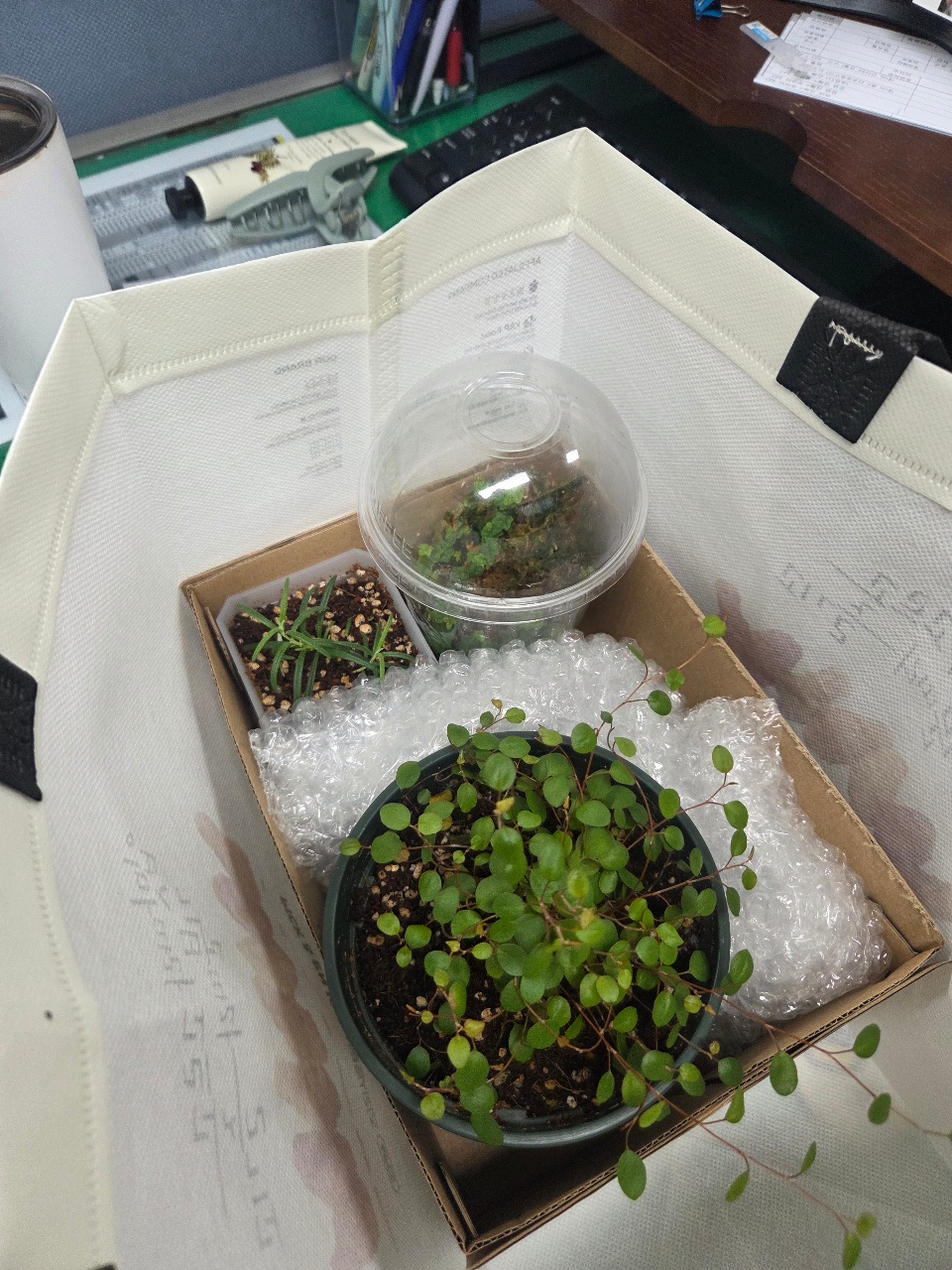 귀여운 식물 선물들🌿