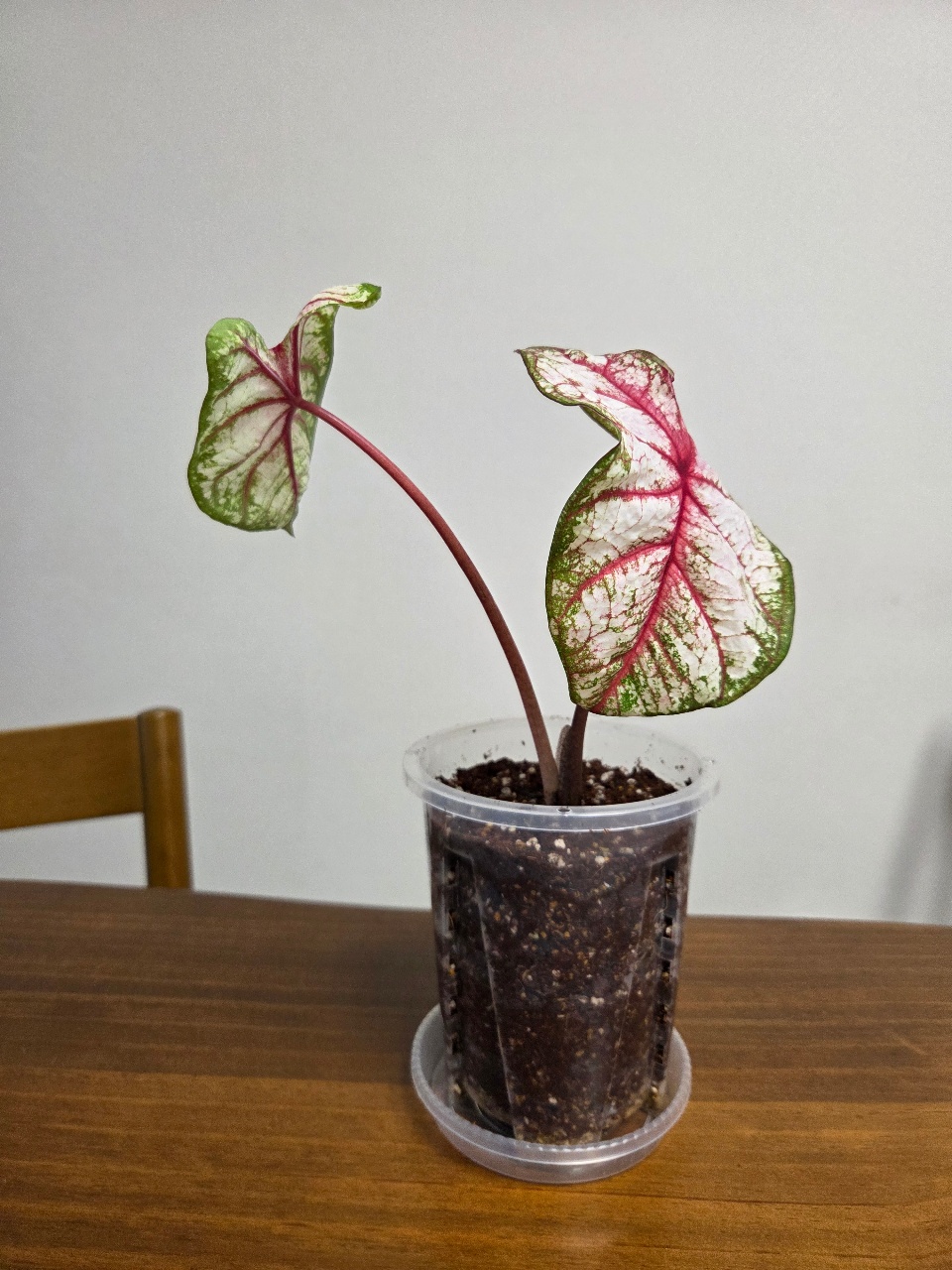칼라디움🌿