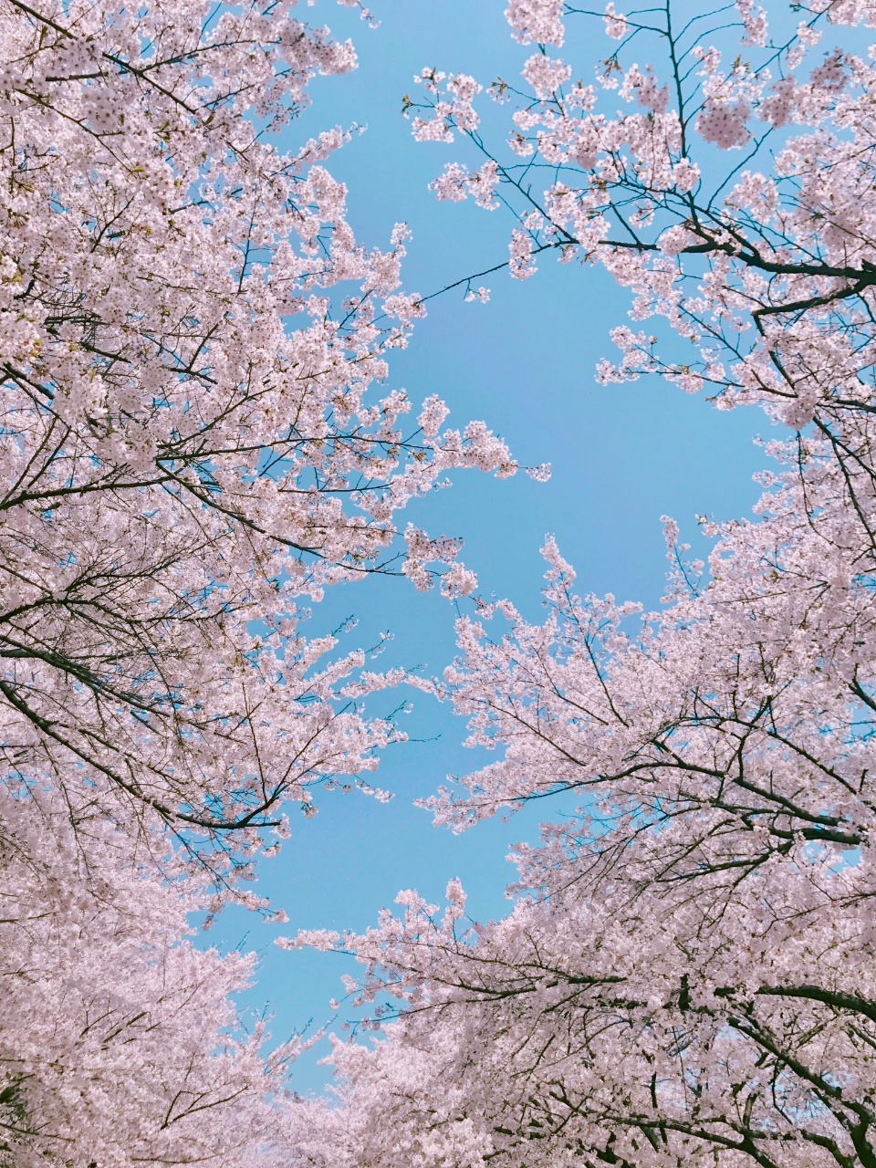 벚꽃