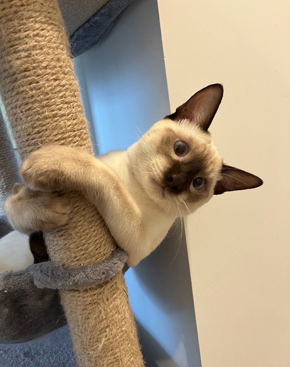 🐨 or 🐱
