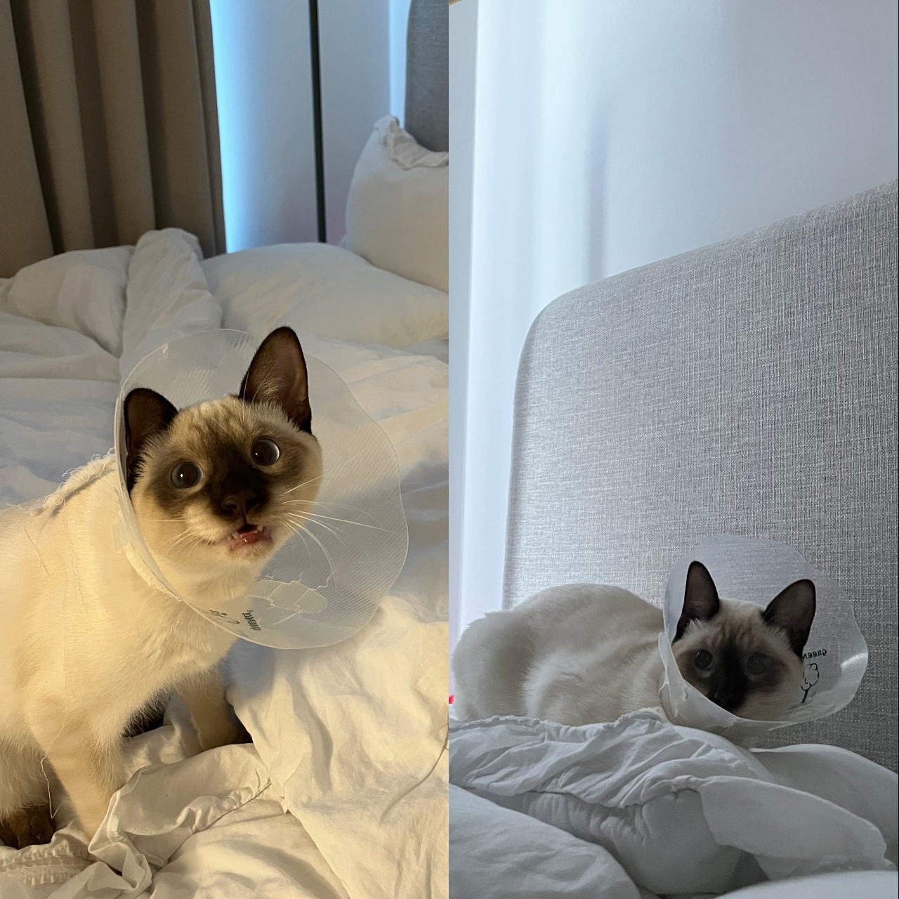 다시 넥카라 😿