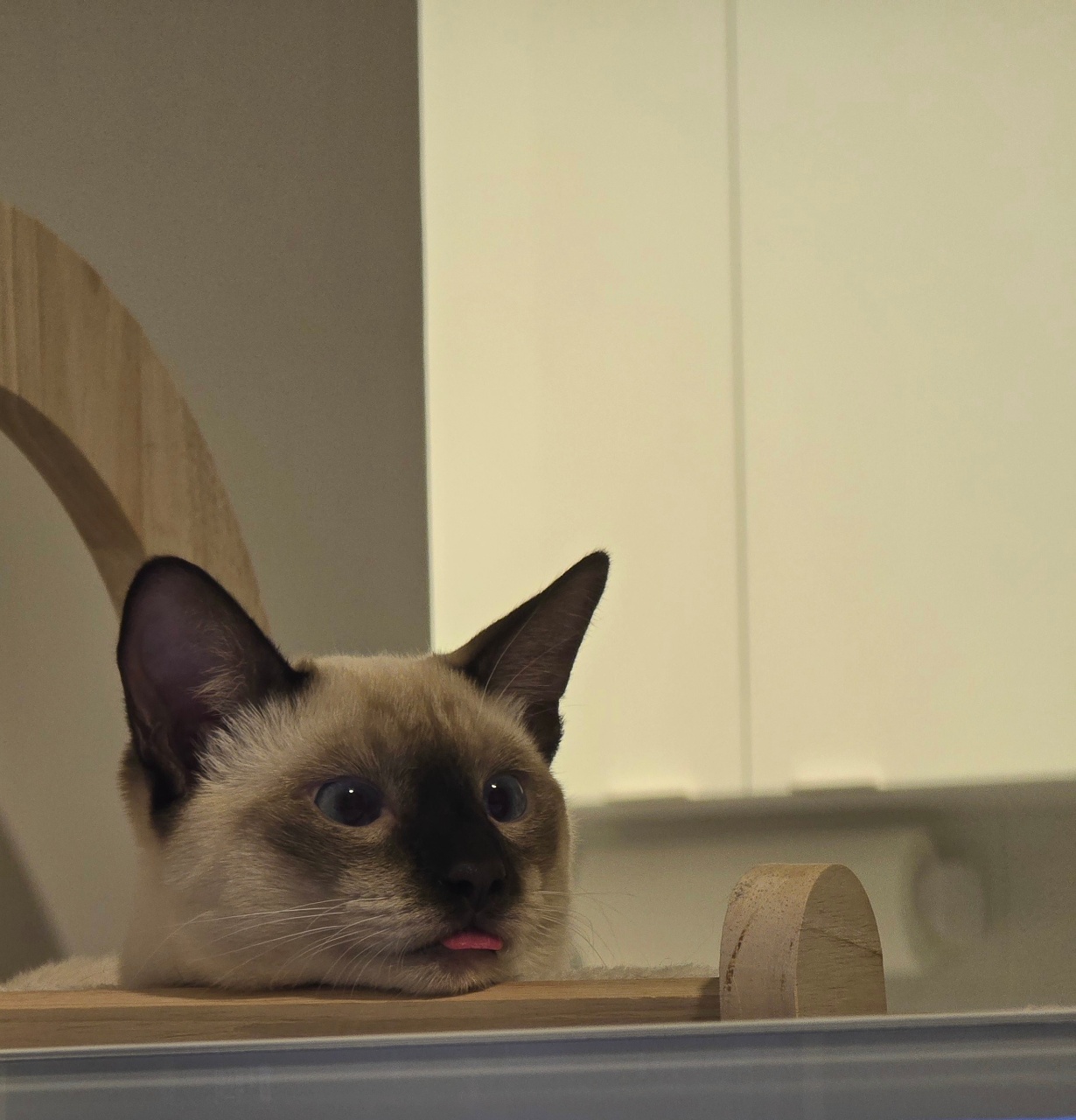 😺귀여워😝귀여워😸