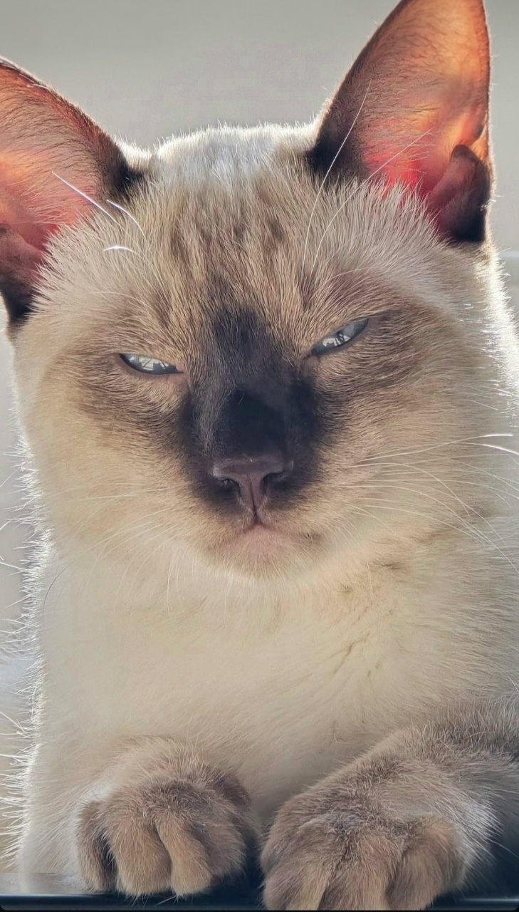누구세요 😽