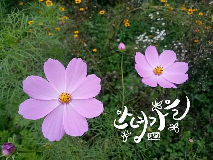 안녕 🌸 가을
