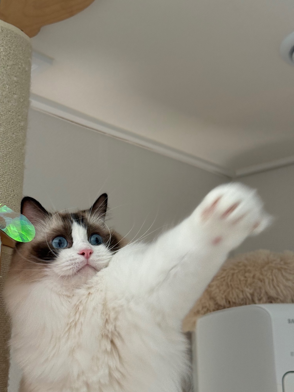 주인님 놀아드리기