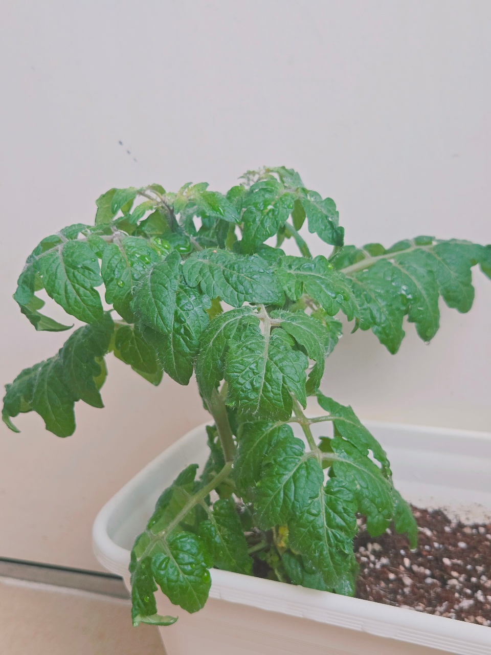 귀여운 다이소 식물들 🍅 