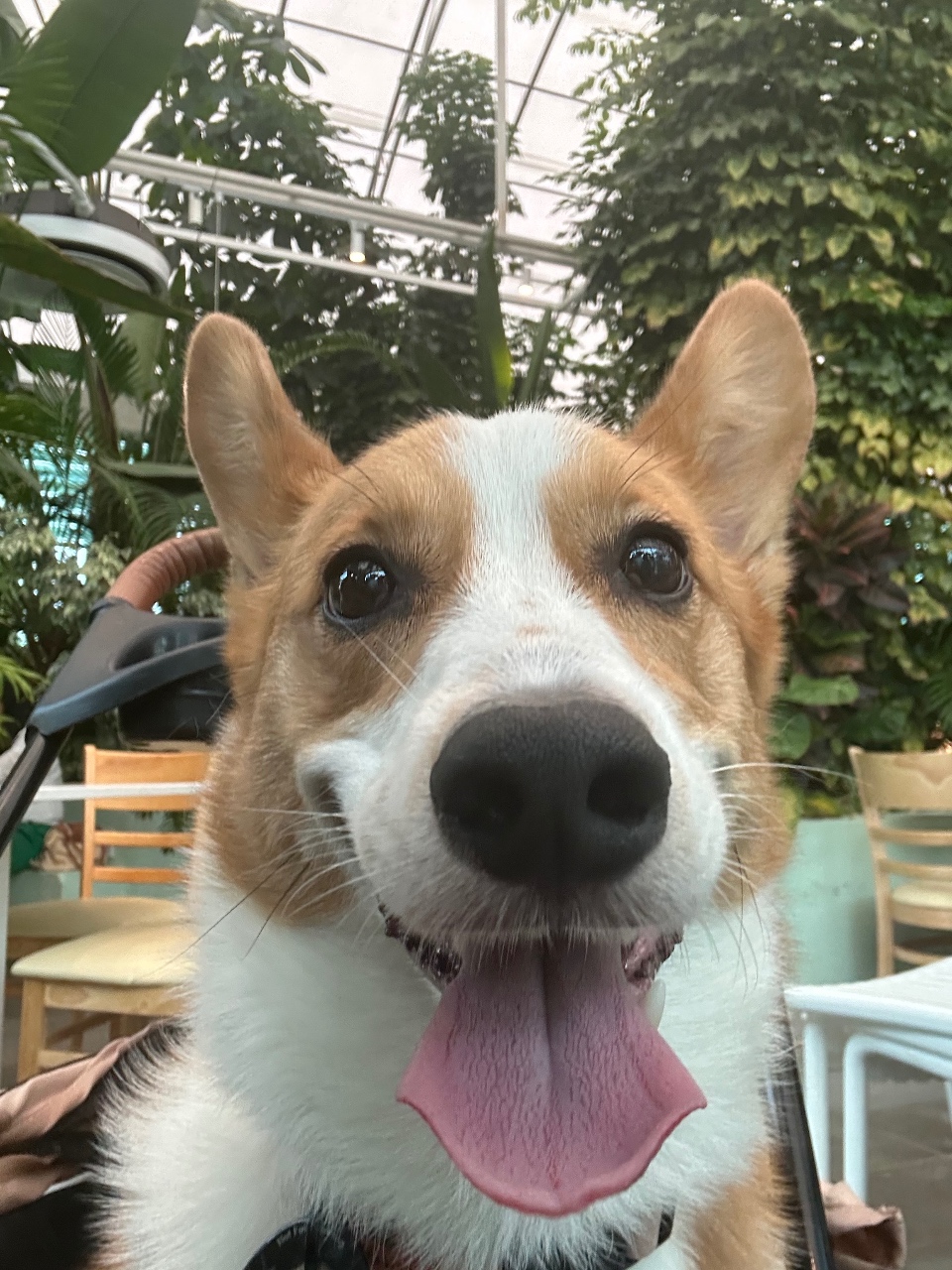 오늘도 해피독🦊