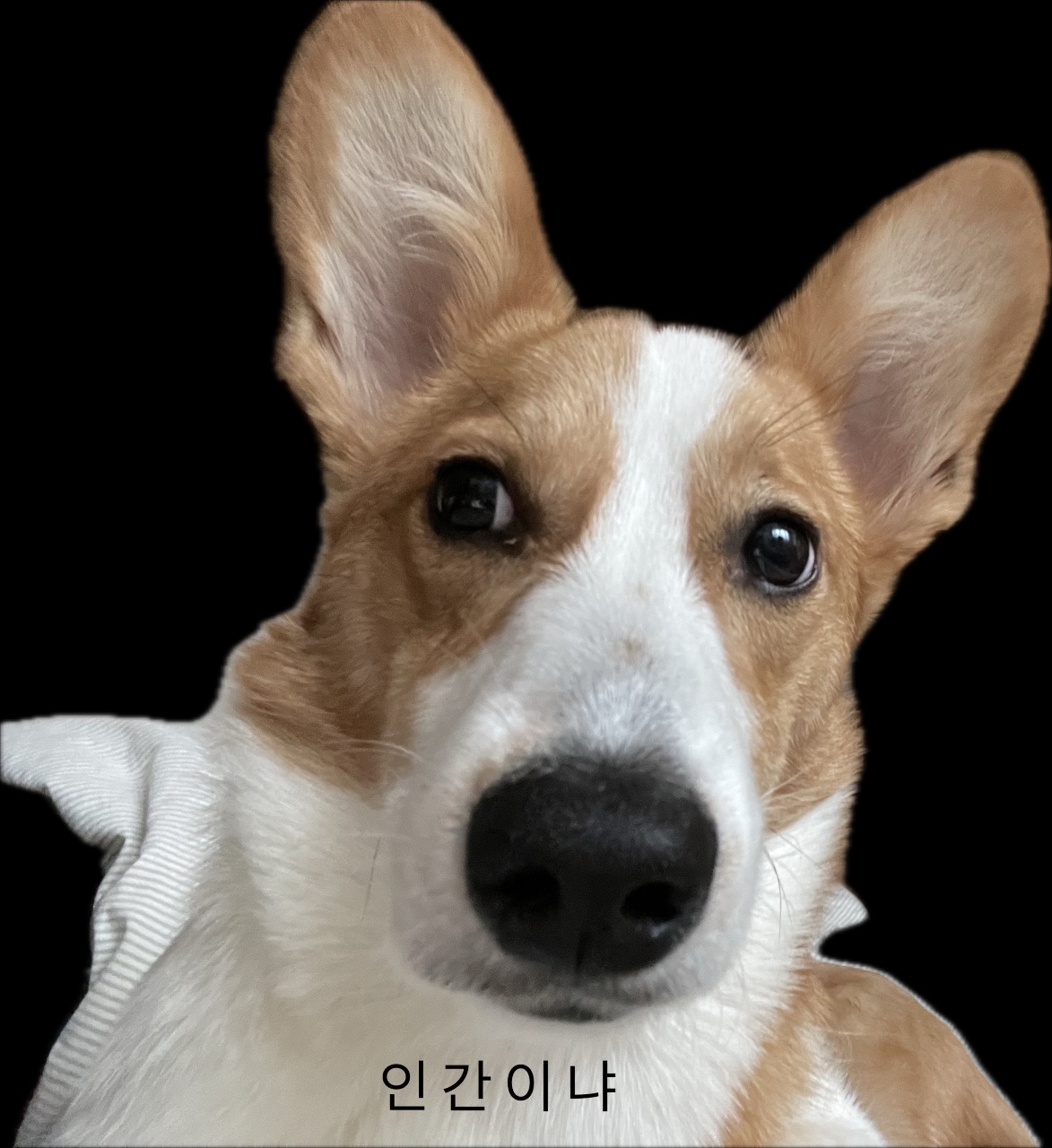 연휴 시작 하지만 엔집사는 우릴 이렇게 바라보겠지🫥