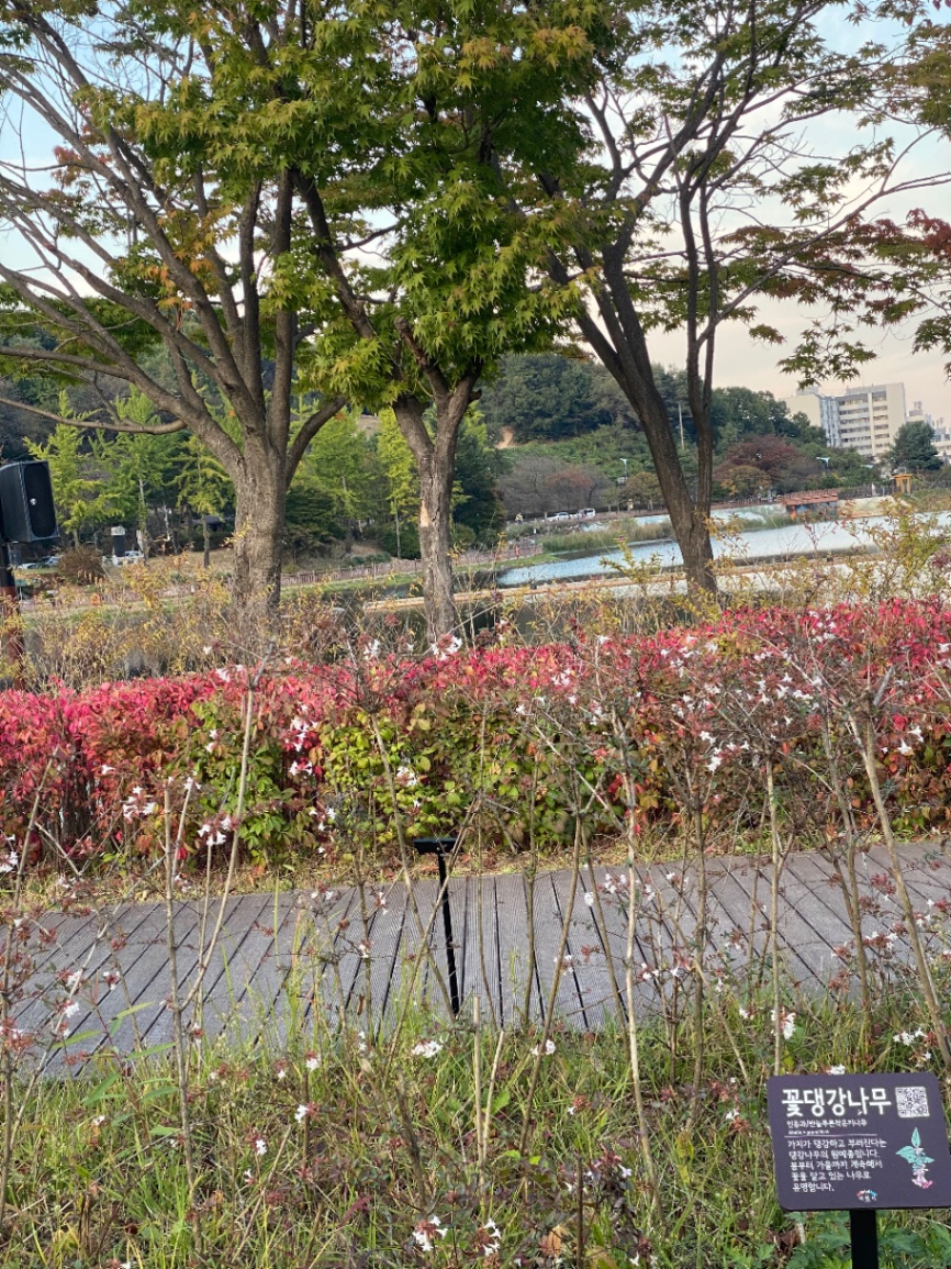 꽃댕강나무