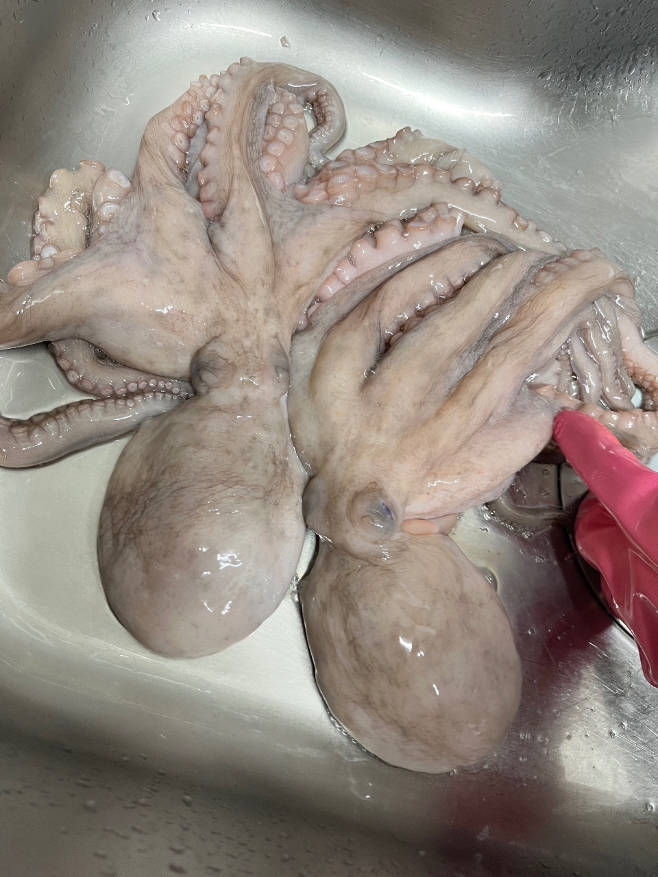 보양식 문어와 육회 