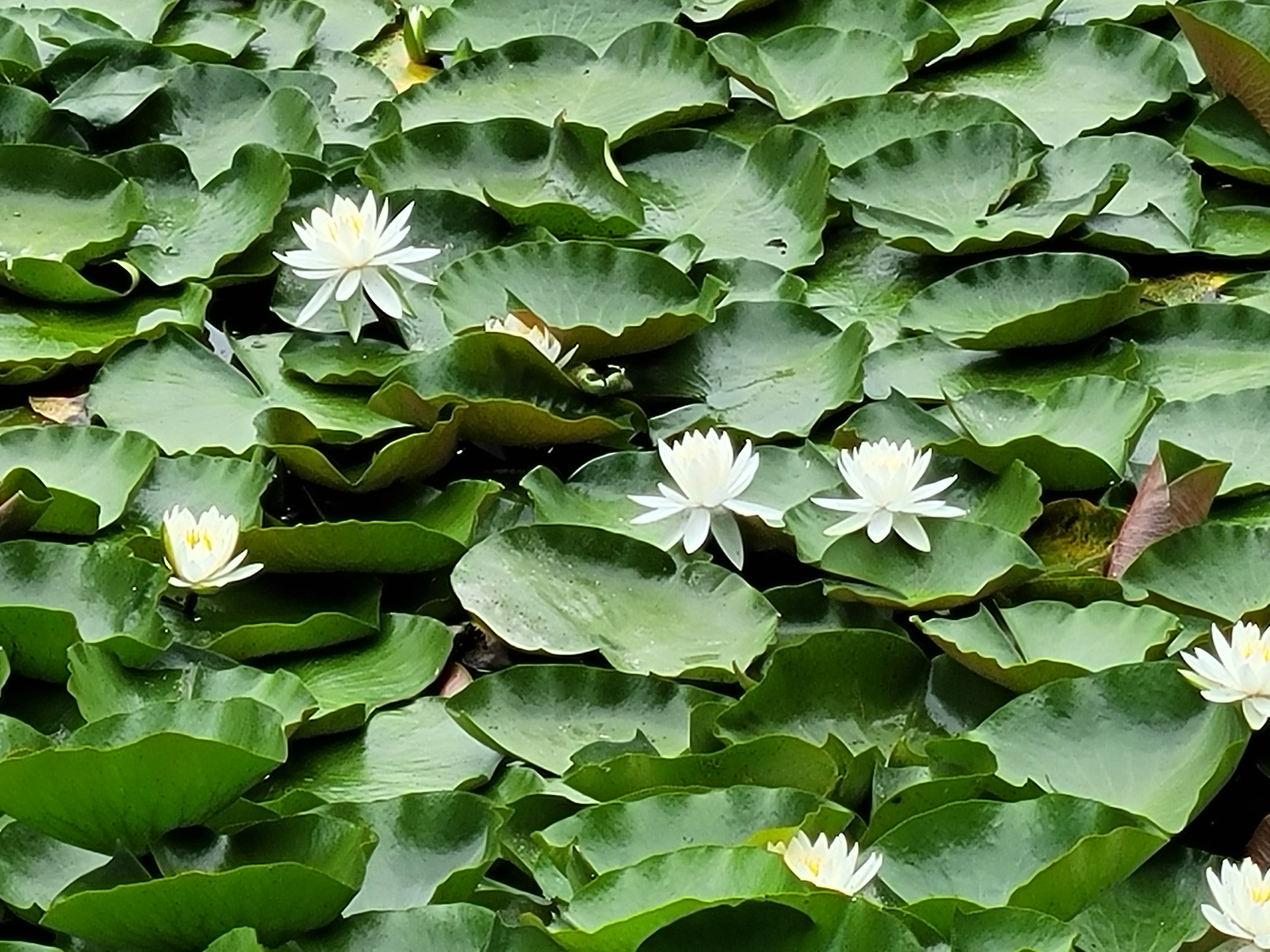 A water lily - jia peng fang