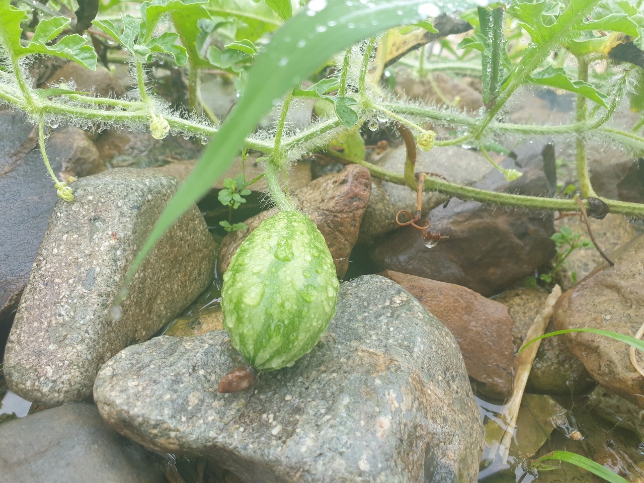 꼴에
