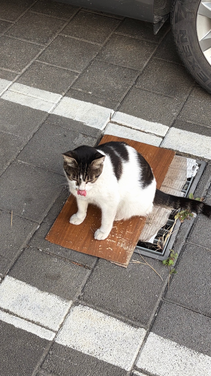 귀여운 고양이 보고 힐링하세유