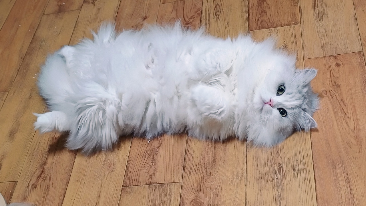 5.5kg 고양이