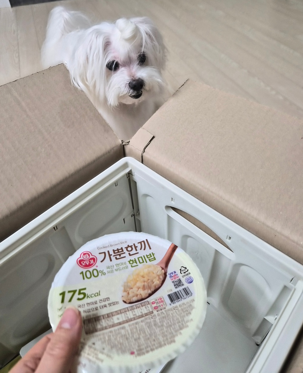 흰 강아지가 음식을 먹기를 기다리며 바라보고 있는 모습