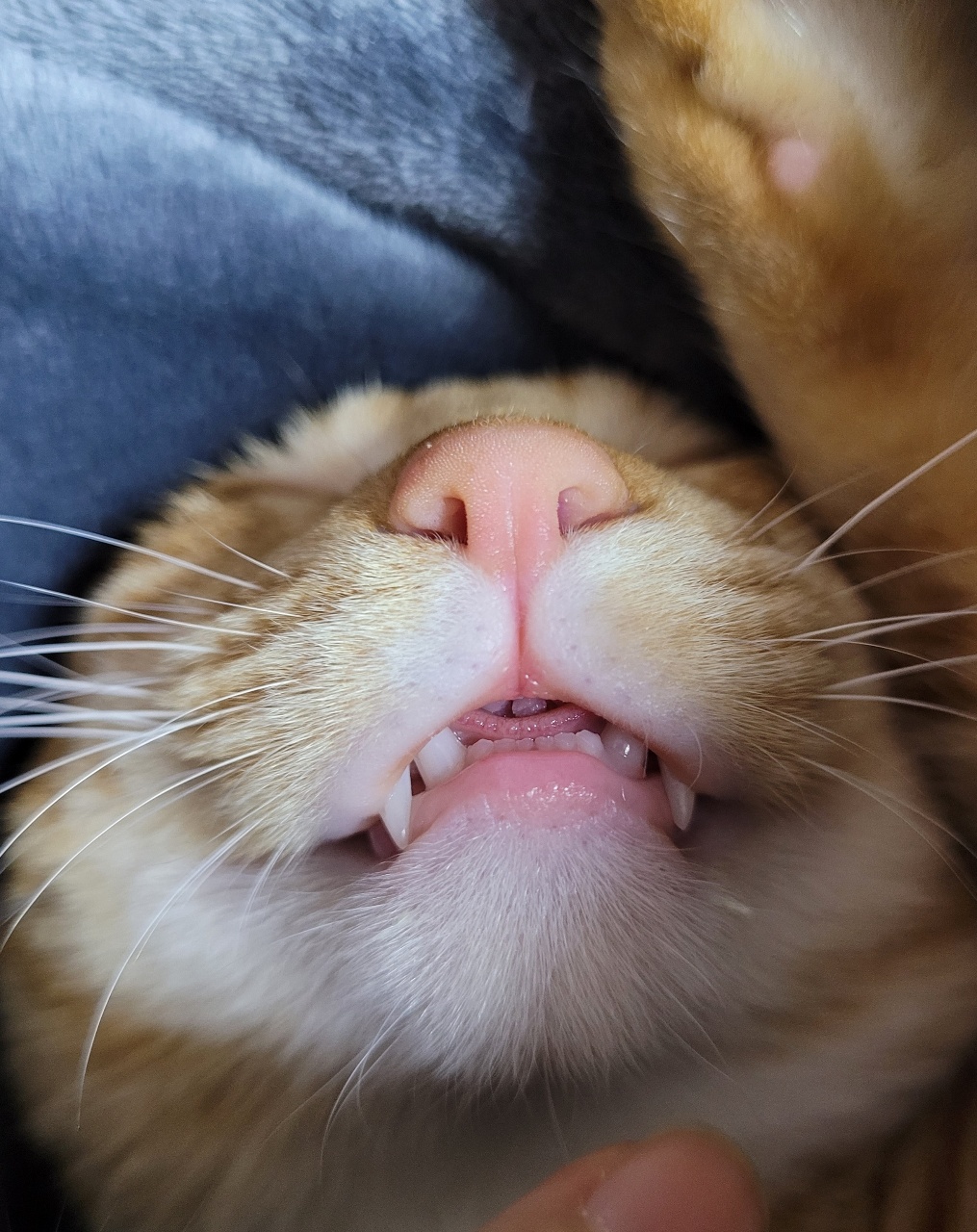 고양이 주무실때 ㅎㅎ