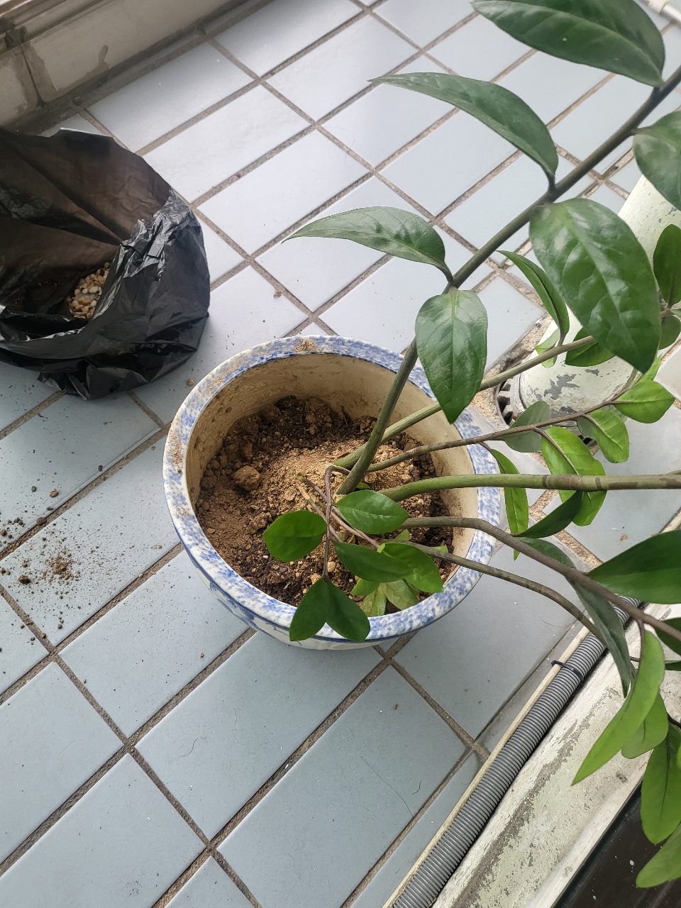 금전수랑 튤립 이사했어요