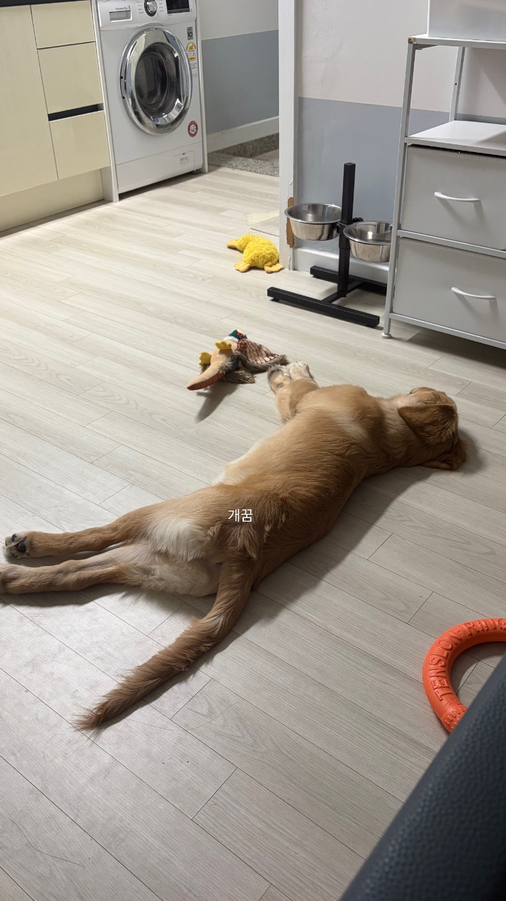 7시간 놀아줬더니 뻗었네용