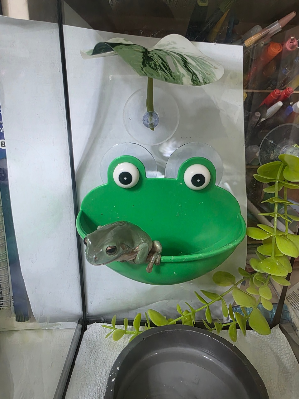 우리집 반려개구리에요