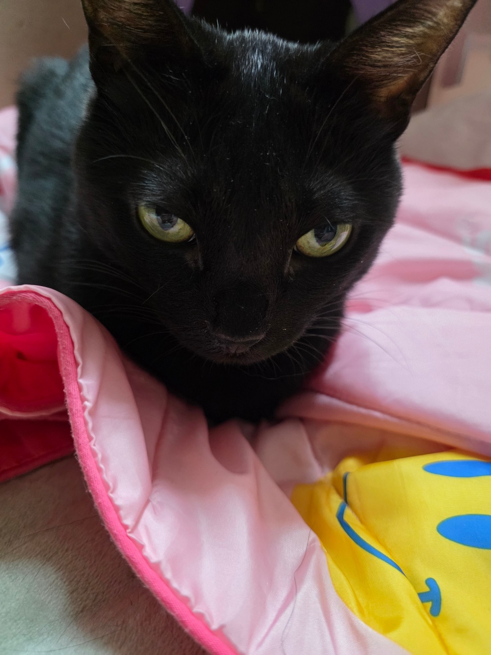 검정고양이 루비