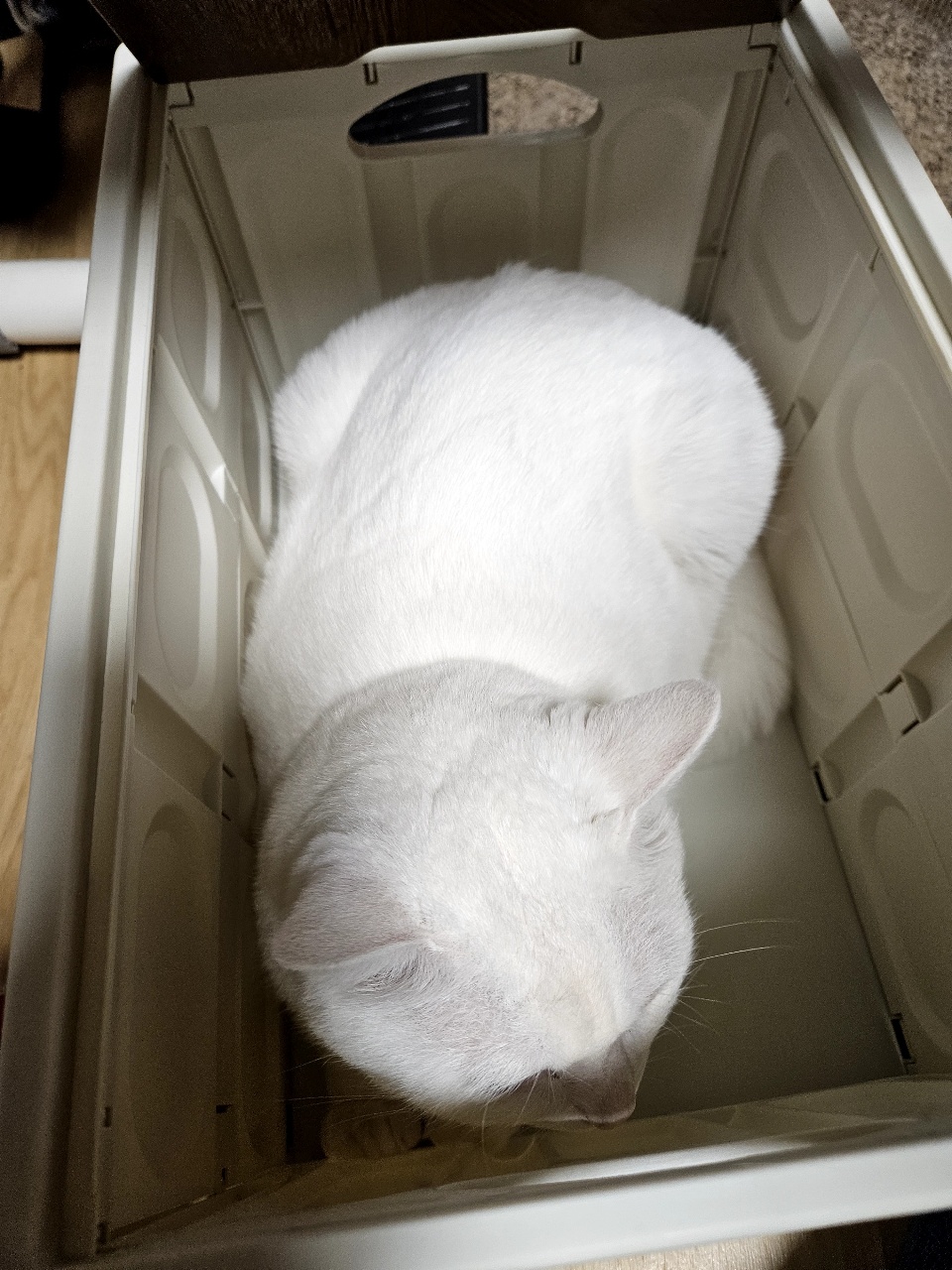 플라스틱 상자 안에 있는 하얀 고양이