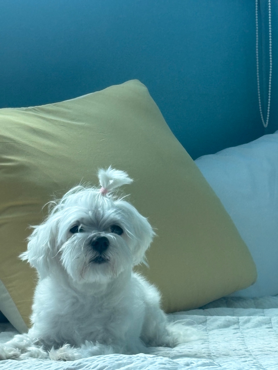 침대 위 쿠션 옆에 앉아있는 흰색 소형견