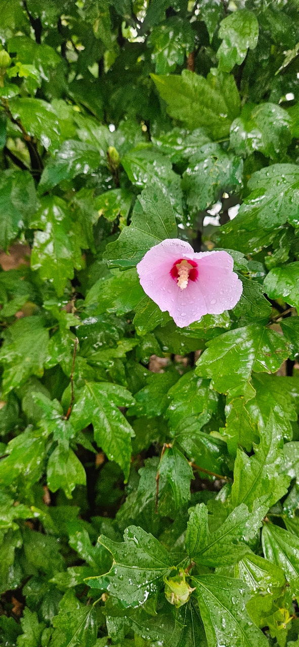 무궁무궁 무궁화🎵 무궁화는 우리꽃~🎶