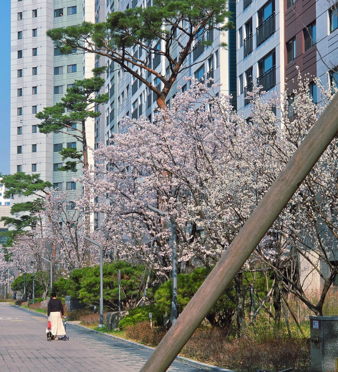 아파트 단지 산책로에 피어난 목련과 소나무