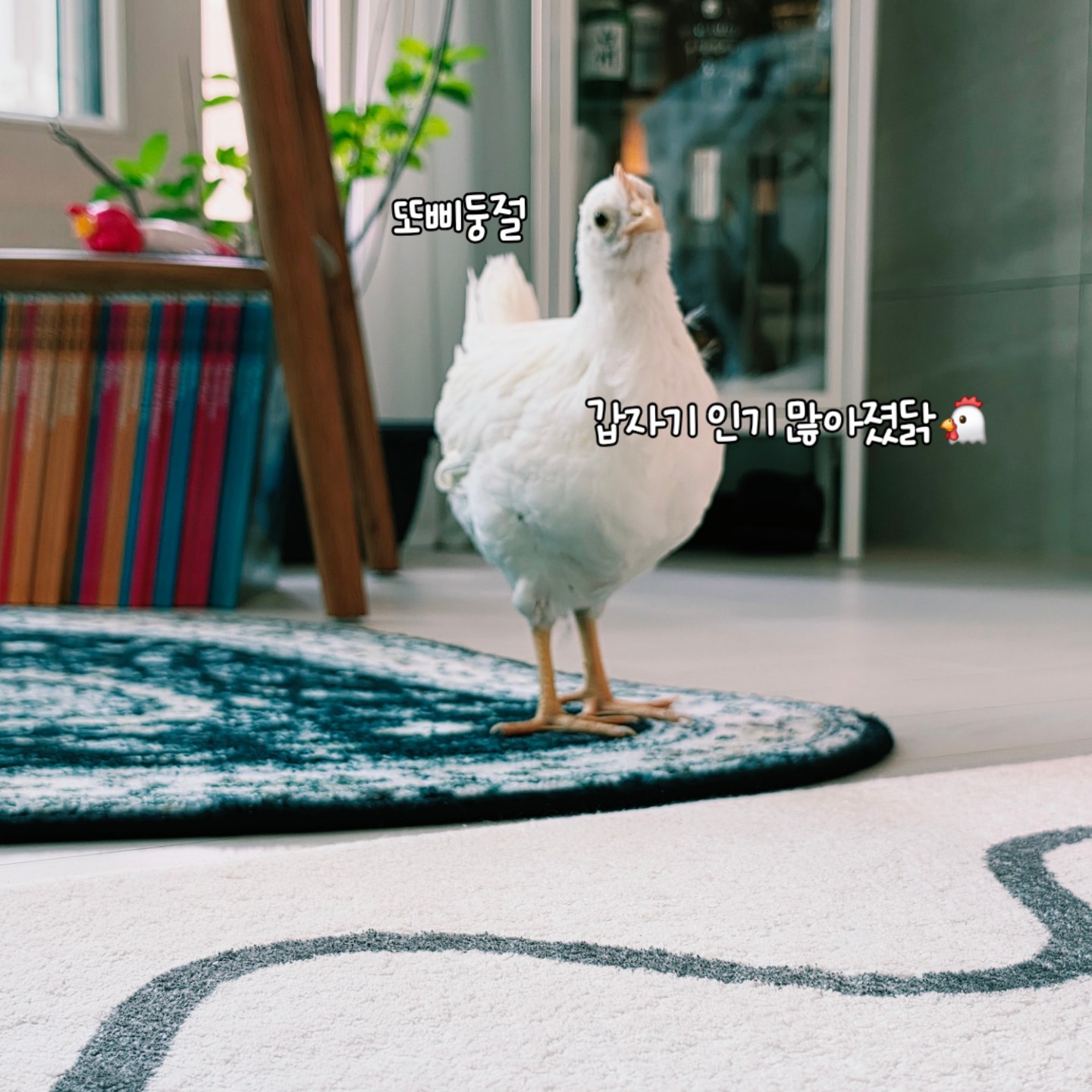 아니 우리 또삐 반짝스타됐어요🤣