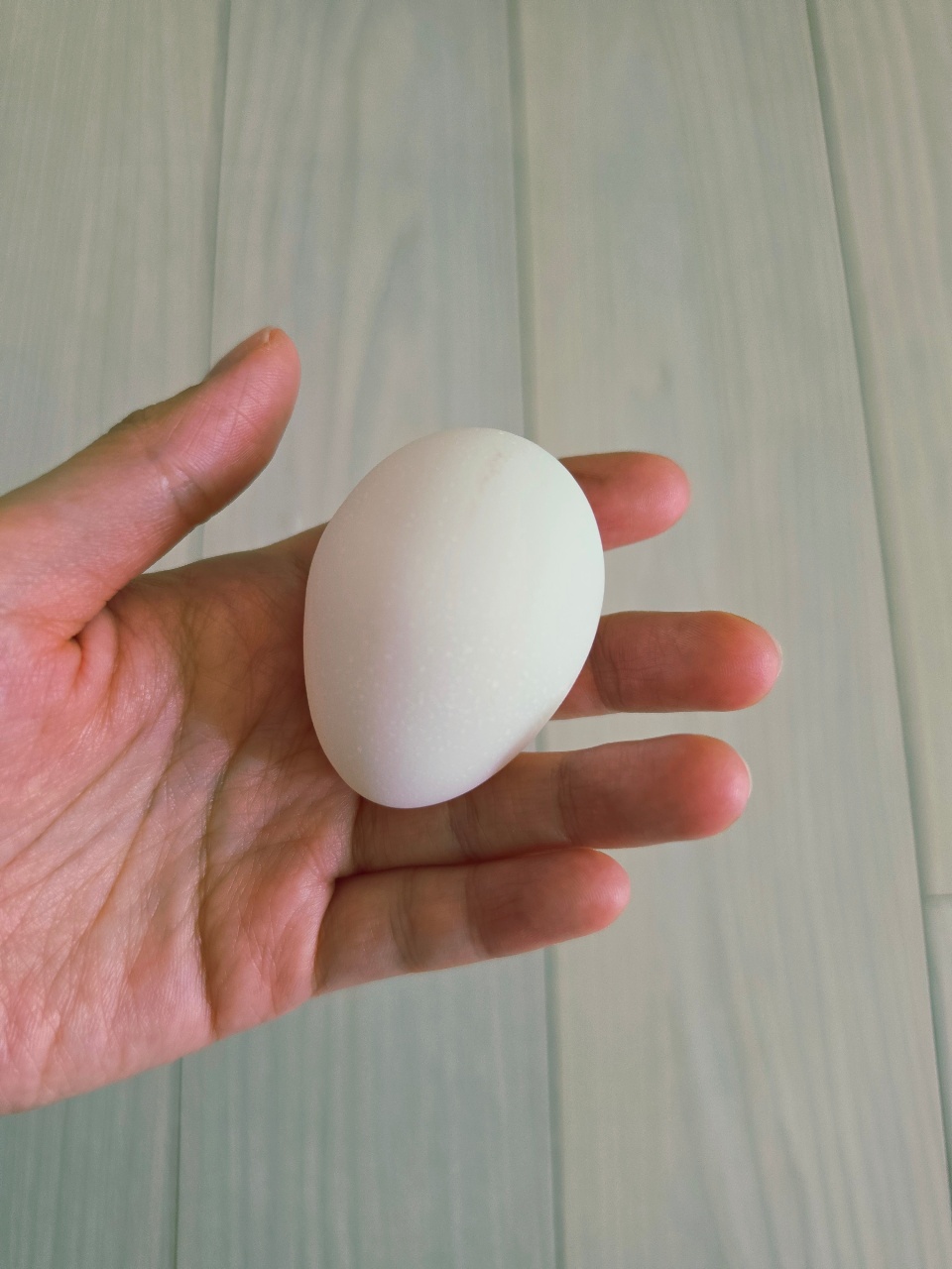 어제 또삐가 초란을 낳았어요🥹