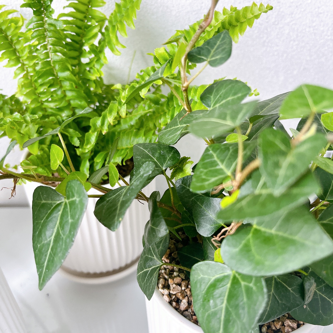 🌱🌱💚💛💚💛