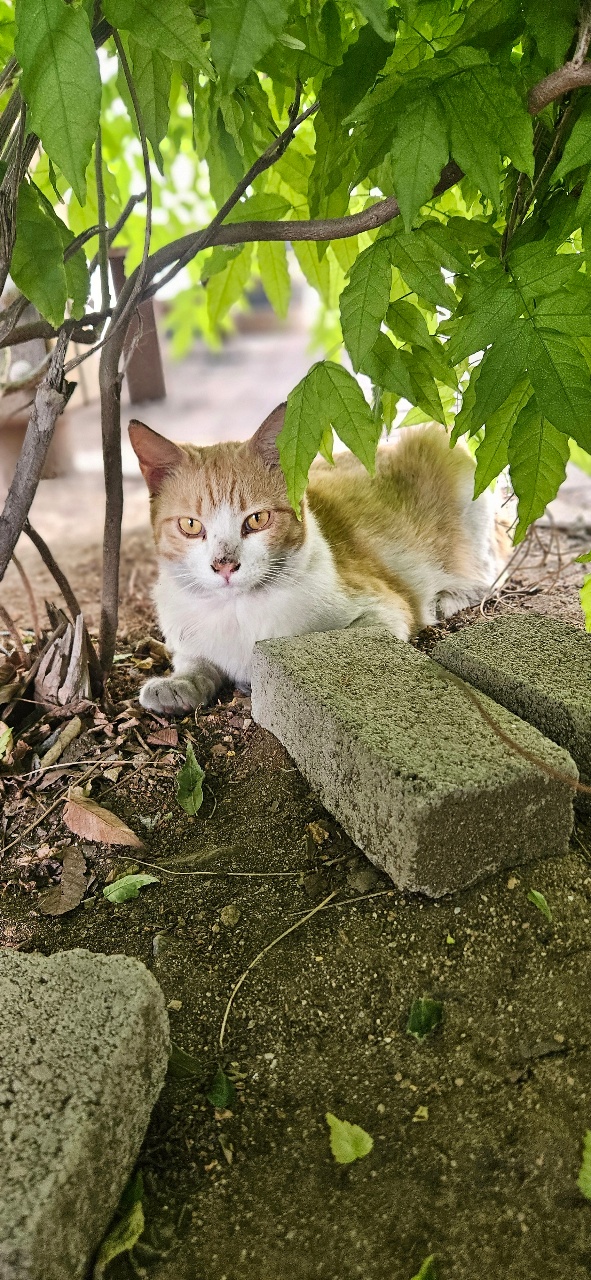 나뭇가지 아래 돌 위에 앉은 고양이