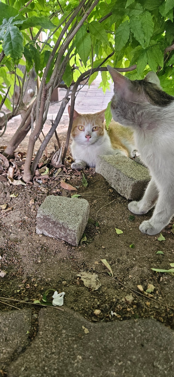 나무 아래 돌 옆에 있는 고양이