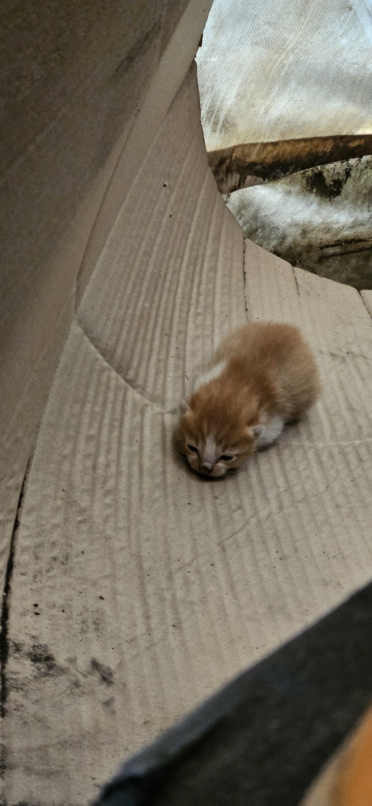새끼고양이