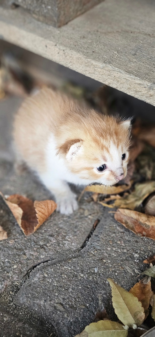 회사고양이