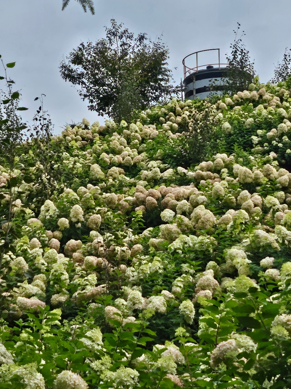 수국동산