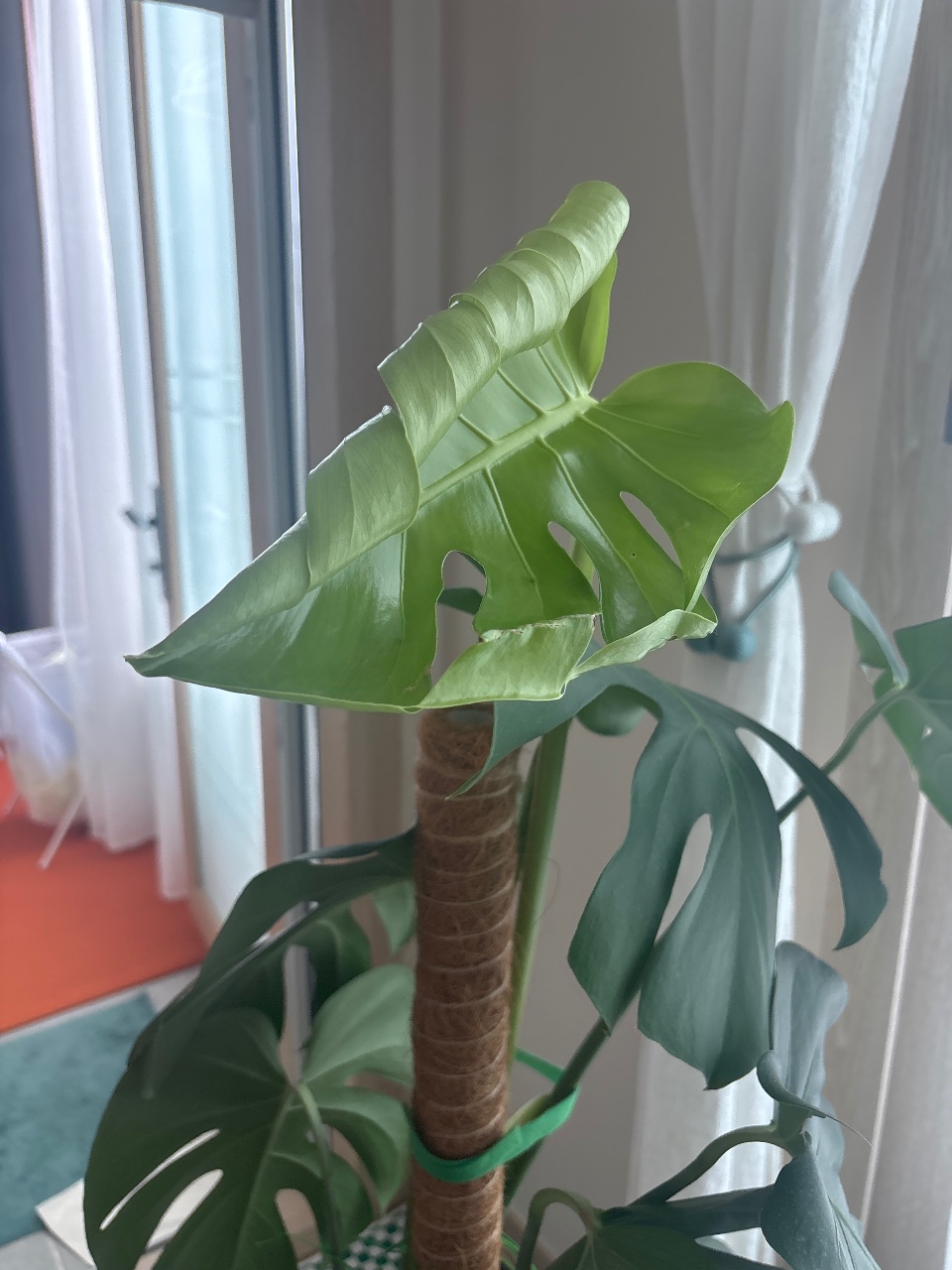 오래도록 새 잎을 안내던 녀석이.. 🌱🪴