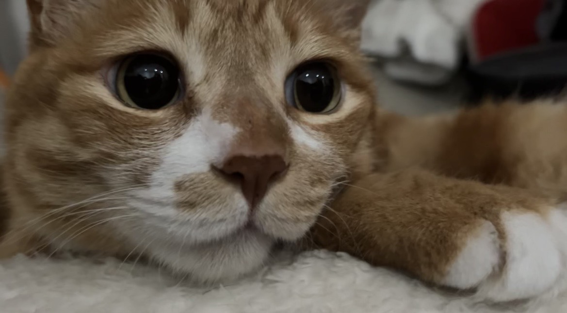 장화신은 고양이대신 덧신신은 고양이