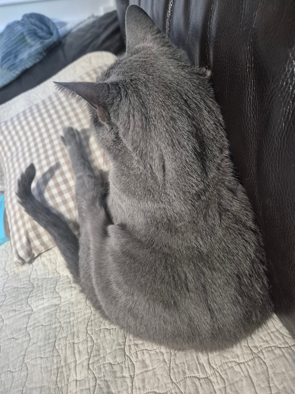 결국 쇼파자리 찜 해버린 러블 냥이~